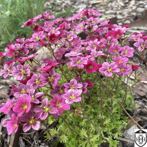 Saxifraga x arendsii 'Peter Pan' - Arendsi kivirik 'Peter Pan' P9cm/0,55L